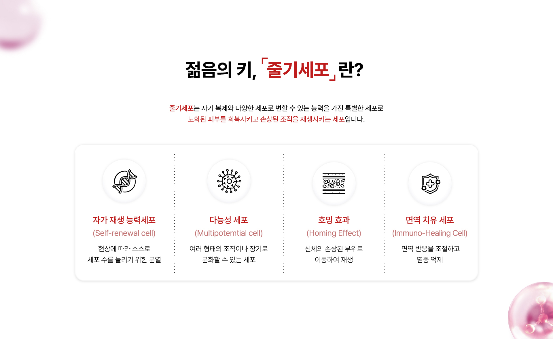 줄기세포 안티에이징