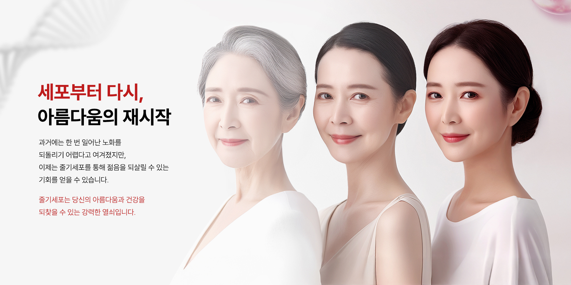 줄기세포 안티에이징