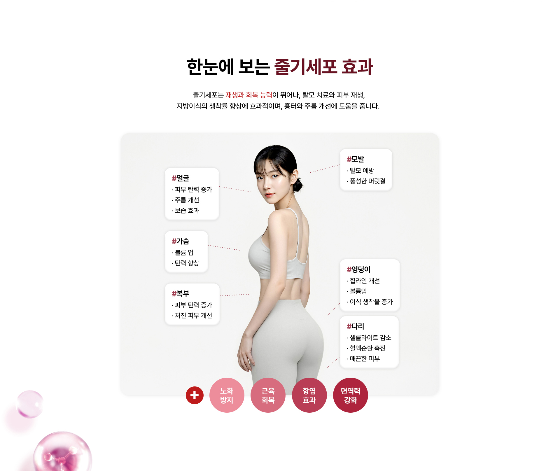 줄기세포 안티에이징